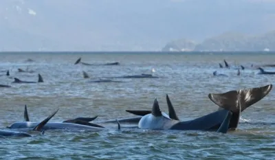 (VIDEO) Vi&scaron;e od 150 kitova nasukano na plaži u Australiji