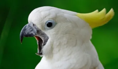Ovim trikom naučite pticu da brzo zapamti svoje ime