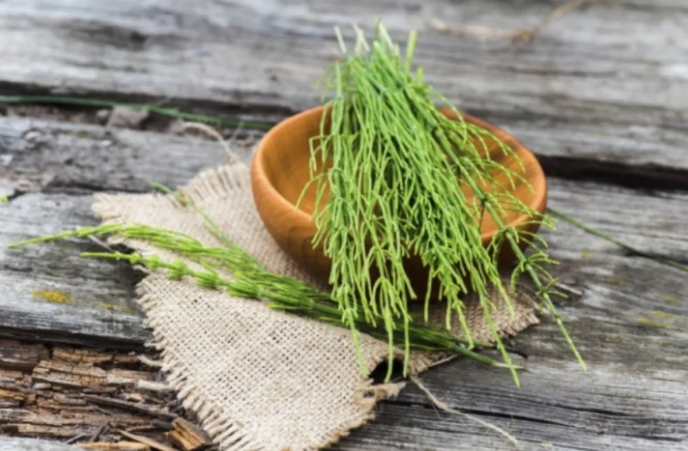 Čaj od rastavića pomaže kod upale be&scaron;ike i problema sa bubrezima