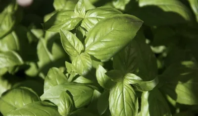 Kako bosiljak može da vam pomogne da smr&scaron;ate?