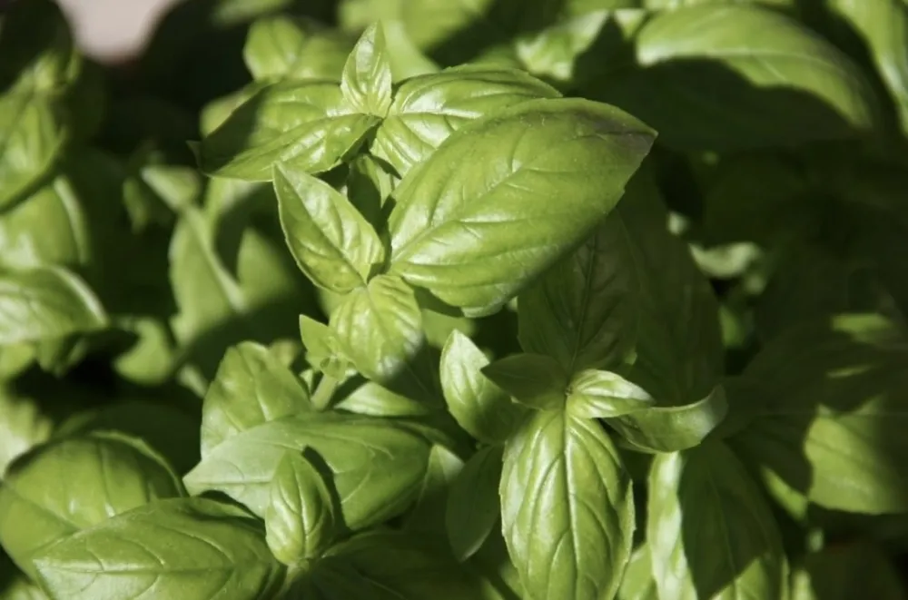 Kako bosiljak može da vam pomogne da smr&scaron;ate?