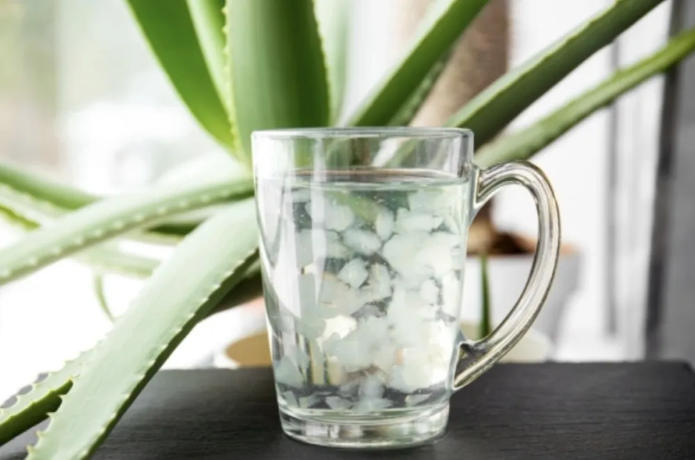 Aloja vera jača imunitet, hidrira, detoksikuje i čuva jetru