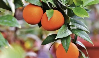 Kako jedna narandža dnevno utiče na raspoloženje čovjeka?