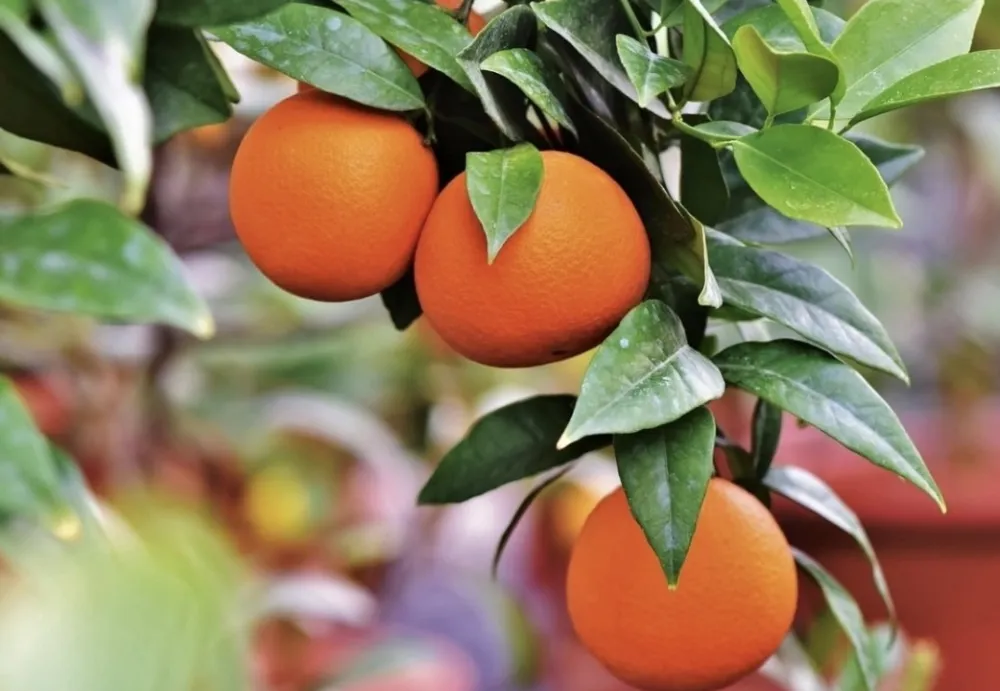 Kako jedna narandža dnevno utiče na raspoloženje čovjeka?