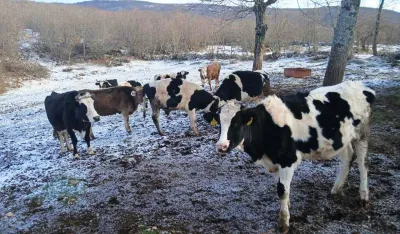 Nik&scaron;ićaninu sa livade ukraden bik
