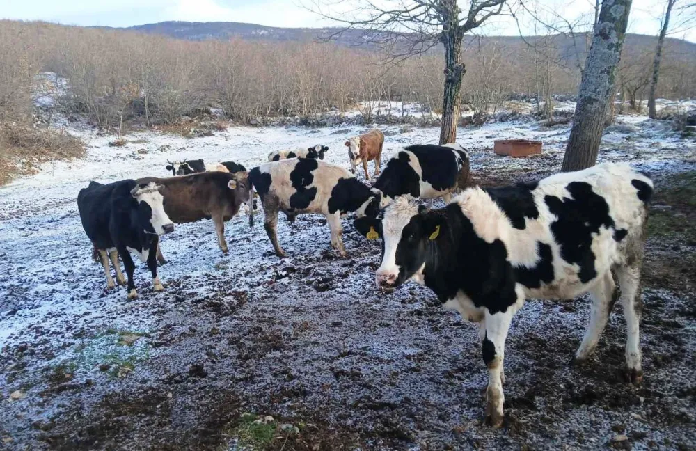 Nik&scaron;ićaninu sa livade ukraden bik