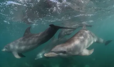 (VIDEO) Delfin težak 410 kg uskočio u čamac, jedan ribar povrijeđen