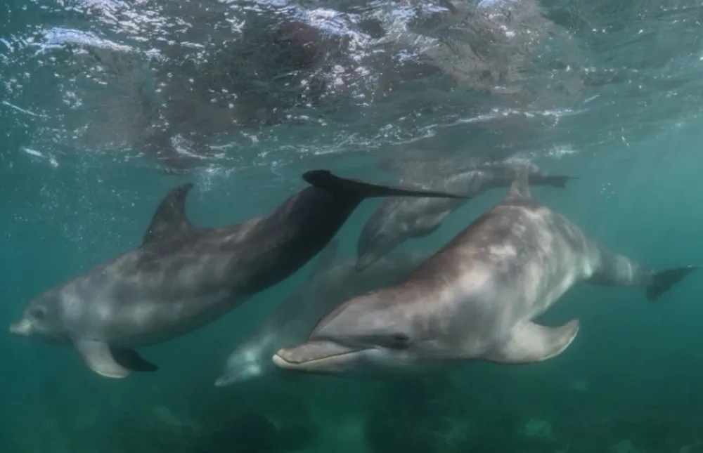 (VIDEO) Delfin težak 410 kg uskočio u čamac, jedan ribar povrijeđen