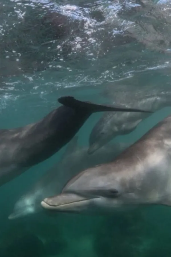 (VIDEO) Delfin težak 410 kg uskočio u čamac, jedan ribar povrijeđen