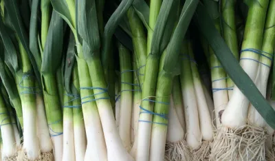 Sezona je mladog luka: Za&scaron;to biste ga trebali uvrstiti u svoju ishranu