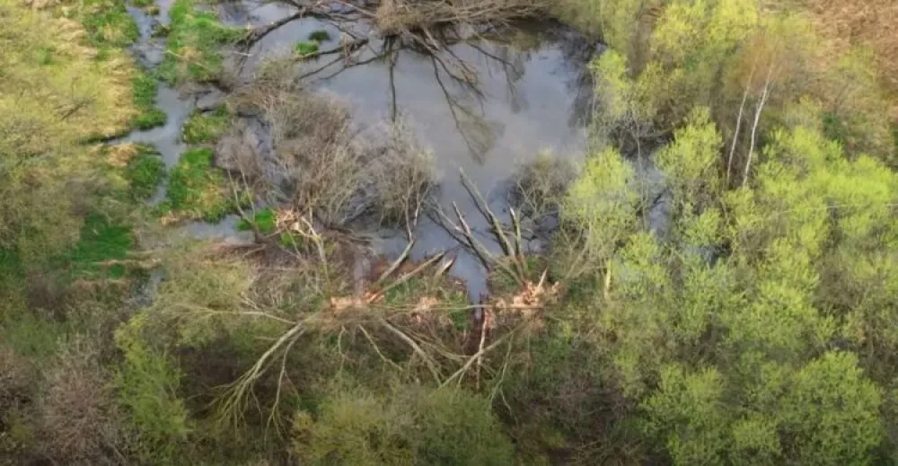 Dabrovi podigli branu