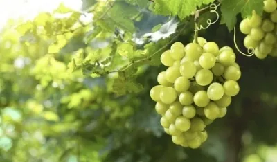 Stručnjaci tvrde da grožđe sprečava razvoj te&scaron;kih bolesti