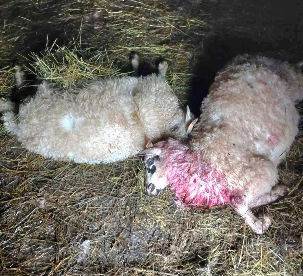 (UZNEMIRUJUĆI VIDEO) Nik&scaron;ićanki Zorici Simunović psi lutalice zaklali devet ovaca