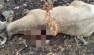 Nik&scaron;ićkom poljoprivredniku&nbsp;medvjed usmrtio jednu, ranio drugu kravu