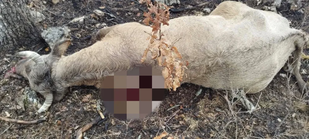 Nik&scaron;ićkom poljoprivredniku&nbsp;medvjed usmrtio jednu, ranio drugu kravu