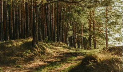 Krivična prijava protiv čuvara &scaron;uma Uprave za gazdovanje &scaron;umama i lovi&scaron;tima