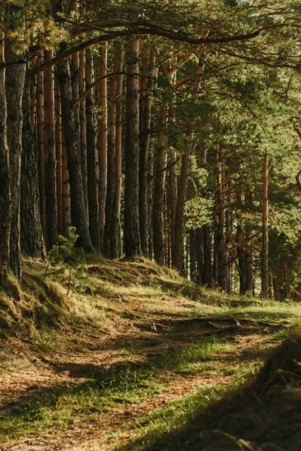 Krivična prijava protiv čuvara &scaron;uma Uprave za gazdovanje &scaron;umama i lovi&scaron;tima