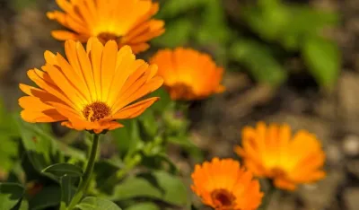 Neven - ljekovita biljka za zdravlje i njegu kože