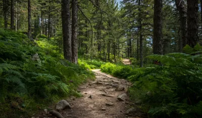 U Engleskoj najavljena sadnja 20 miliona stabala drveća