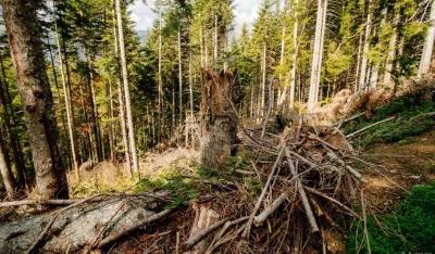 Od prodaje &scaron;ume državi 6,2 miliona, ostalo zavr&scaron;i u privatnim džepovima