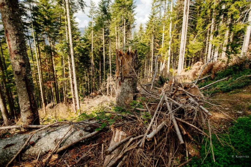 Od prodaje &scaron;ume državi 6,2 miliona, ostalo zavr&scaron;i u privatnim džepovima