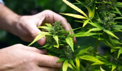 Kanabis ublažava simptome depresije i anksioznosti, tvrdi se u studiji rađenoj u Bazelu