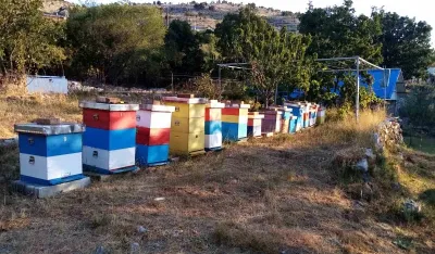 Program mjera Glavnog grada za poljoprivredu po prvi put prepoznao i pčelare: Za ko&scaron;nice sa GPS-om daju osam eura