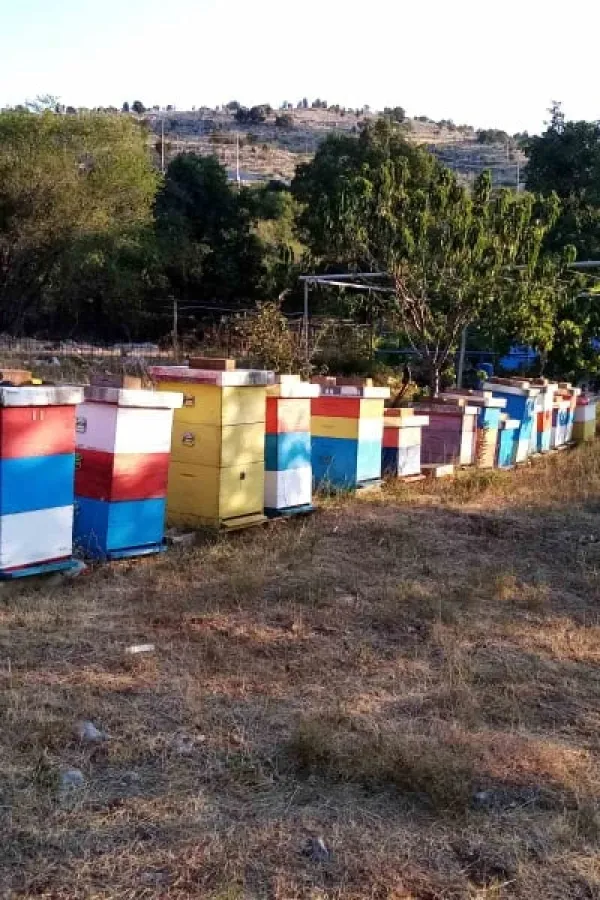 Program mjera Glavnog grada za poljoprivredu po prvi put prepoznao i pčelare: Za ko&scaron;nice sa GPS-om daju osam eura