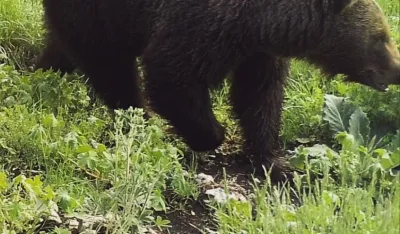 Medvjedi usmrtili 63 domaće životinje