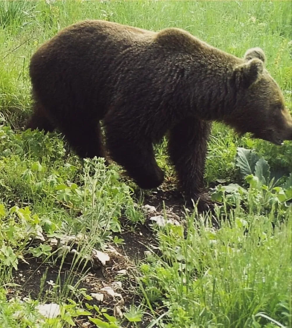 Medvjedi usmrtili 63 domaće životinje