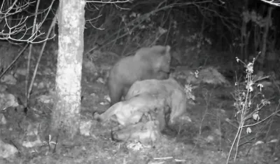 Zdravku Deliba&scaron;iću, u nik&scaron;ićkom selu Kamensko, medvjed u pet mjeseci usmrtio pet krava