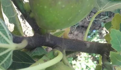 Za&scaron;to smokvu nikad ne treba saditi blizu kuće