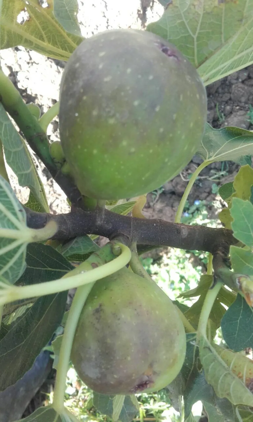 Za&scaron;to smokvu nikad ne treba saditi blizu kuće