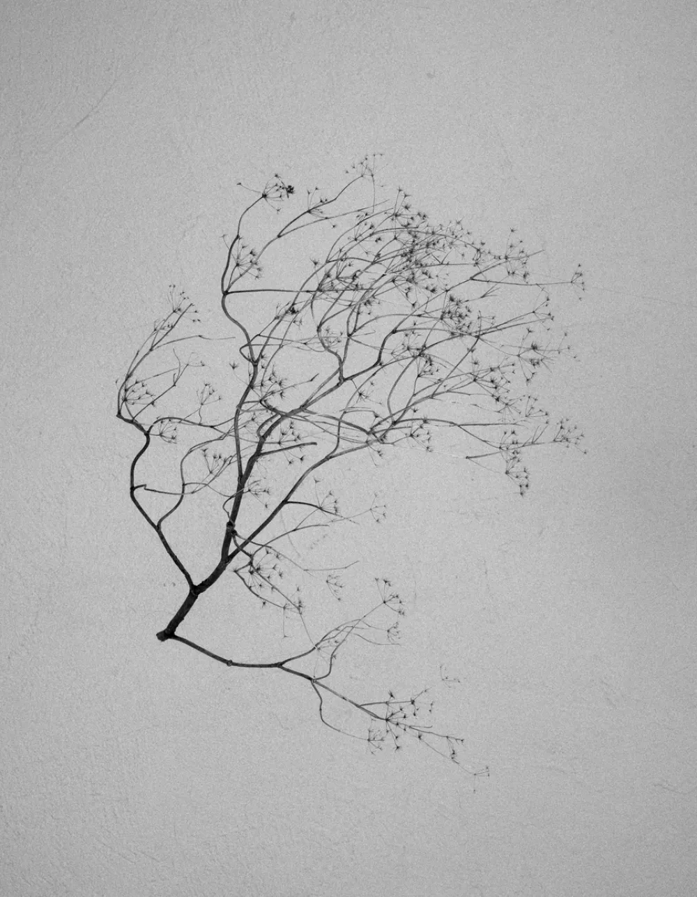 &bdquo;Ruža vetrova&rdquo; u &bdquo;F64&rdquo;