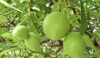 Misteriozni plod iz "Bijelog lotosa": Otrovno voće pong-ponga zaista je smrtonosno&nbsp;