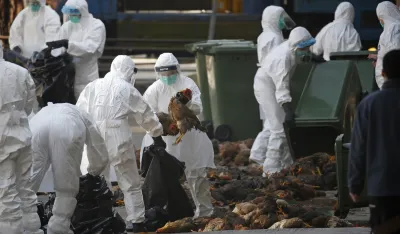 Ptičiji grip, arhiva