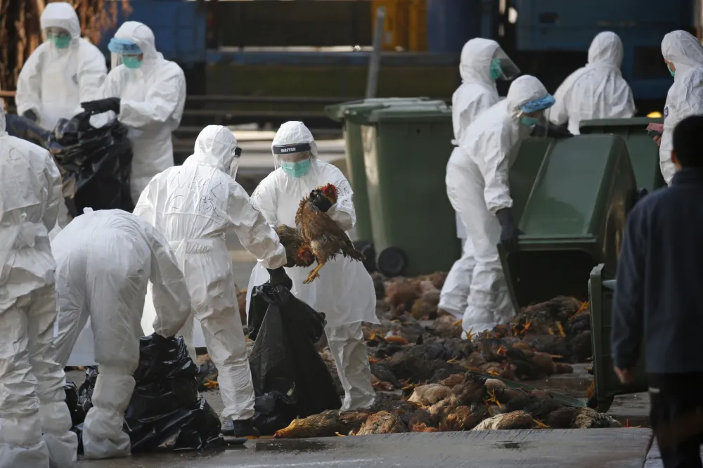 Ptičiji grip, arhiva