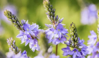 Biljka Veronika čisti pluća i krvne sudove