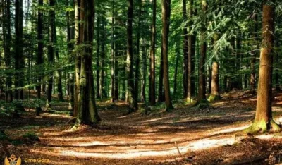 Krivična prijava Mojkovčaninu zbog &scaron;umske krađe