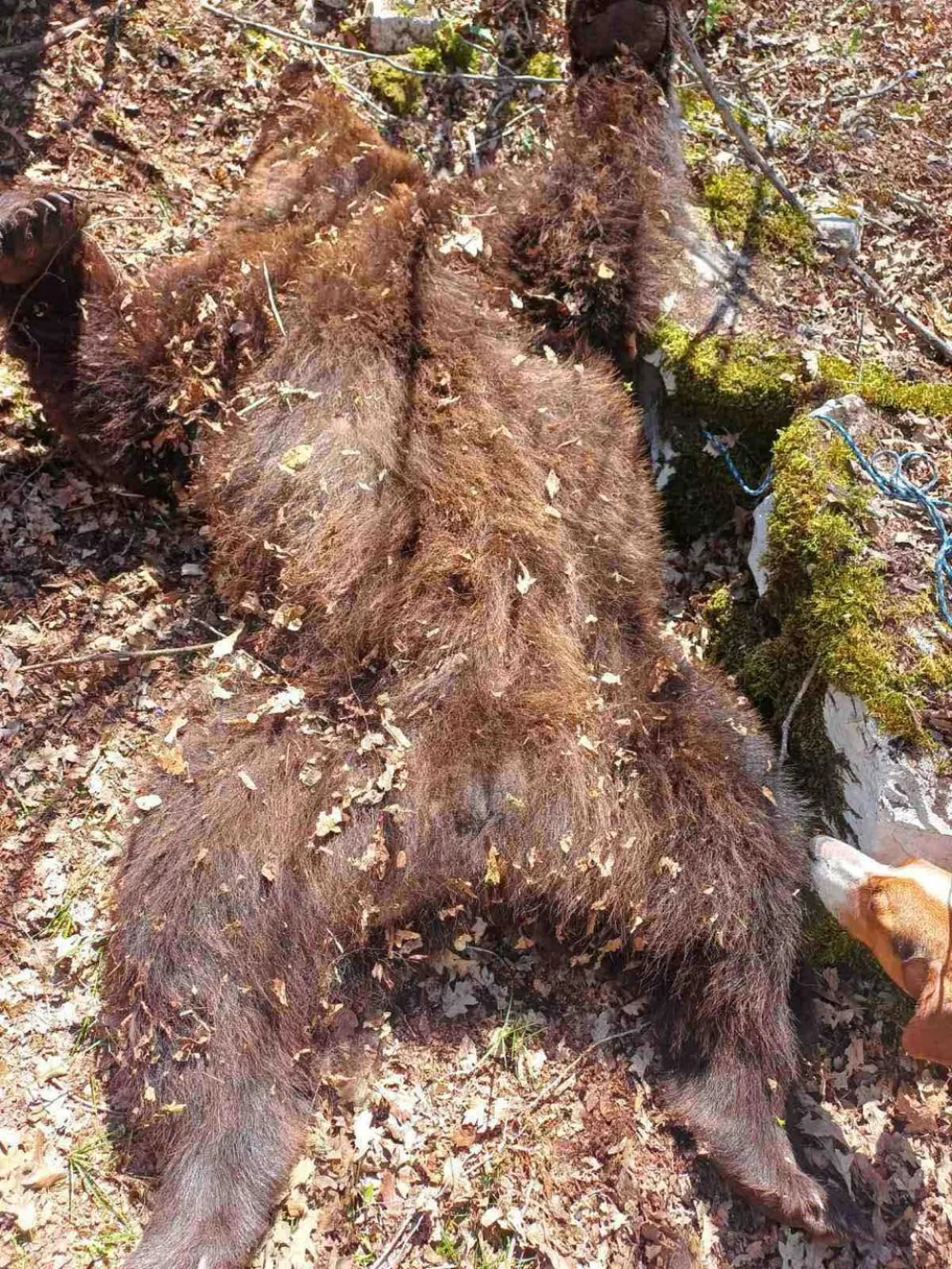 Uhap&scaron;ena četiri Nik&scaron;ićanina: Osumnjičeni da su usmrtilii medvjeda