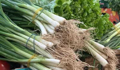 Mladi luk prodaju četiri eura