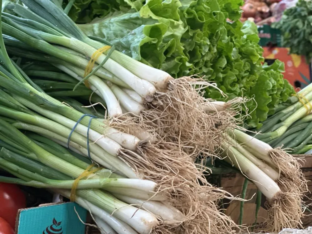 Mladi luk prodaju četiri eura