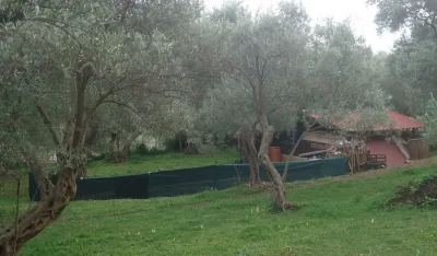 Maslinari reagovali na nacrt PUP-a Bar: Trasom auto-puta ugroženo 80.000 stabala maslina