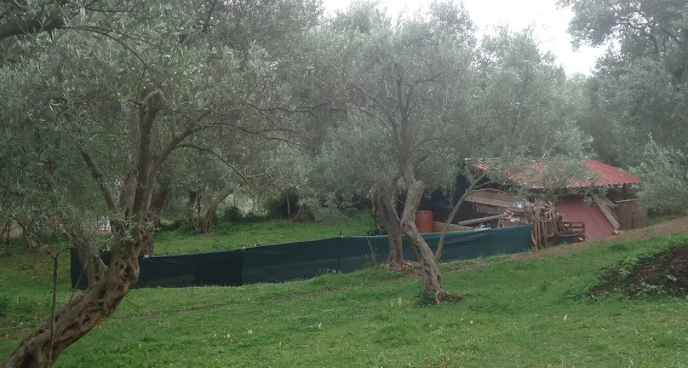 Maslinari reagovali na nacrt PUP-a Bar: Trasom auto-puta ugroženo 80.000 stabala maslina