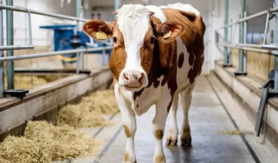 Slinakva i &scaron;ap ponovo prijete