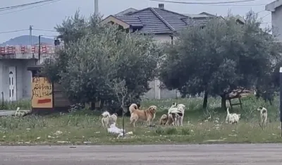 Nadležni ne reaguju na apele mje&scaron;tana Karabu&scaron;kog polja:&nbsp;Čopori pasa presrijeću djecu na putu do &scaron;kole