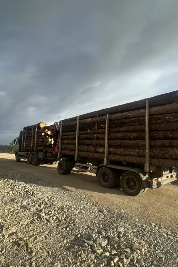 Inspektori zavode red u transportu drveta iz pljevaljskih &scaron;uma