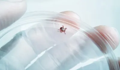 Krpeljni encefalitis može da bude poguban: Kako ga prepoznati i spriječiti komplikacije