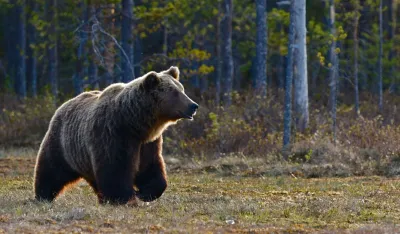 Mje&scaron;tani nik&scaron;ićkih sela zakazali protest: "Ljude osuđuju, medvjedima se sve opra&scaron;ta"