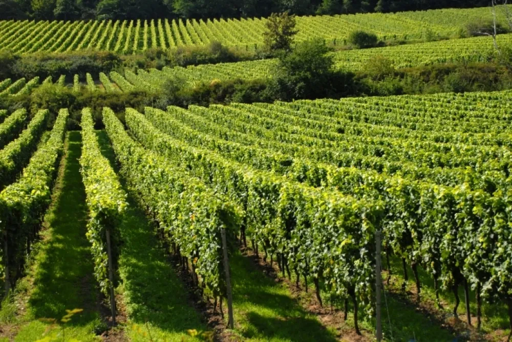 MP&Scaron;V: Javni poziv za dodjelu podr&scaron;ke investicijama u vinogradarstvu